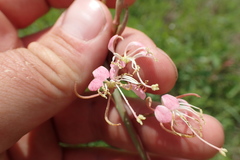 Oenothera sinuosa