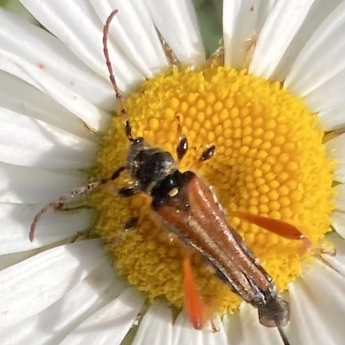 Stenopterus rufus