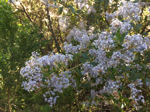 iNaturalist observation photo of greenbark ceanothus