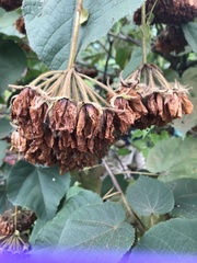 Dombeya wallichii