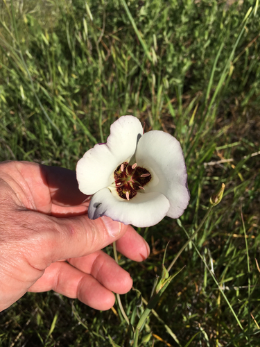 iNaturalist observation photo of Catalina mariposa lily