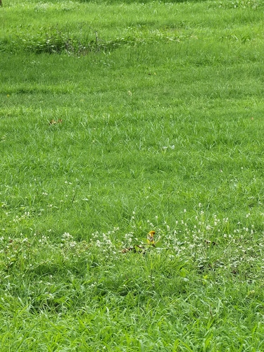 Asian Golden Weaver