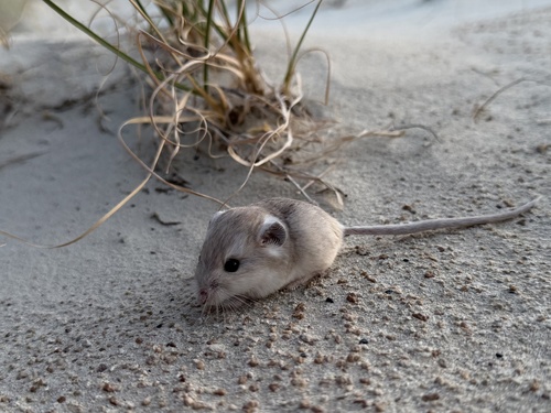 Microdipodops megacephalus, 2026-06-02