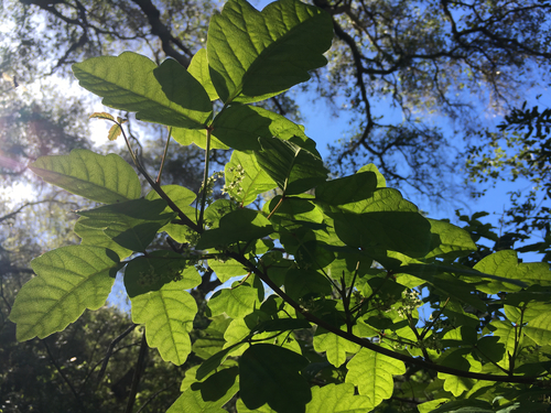 iNaturalist observation photo of Pacific poison oak
