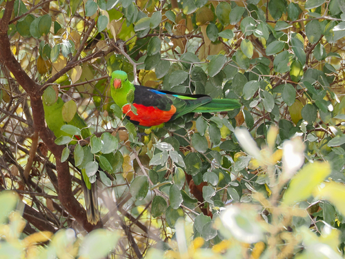 Red-winged Parrot