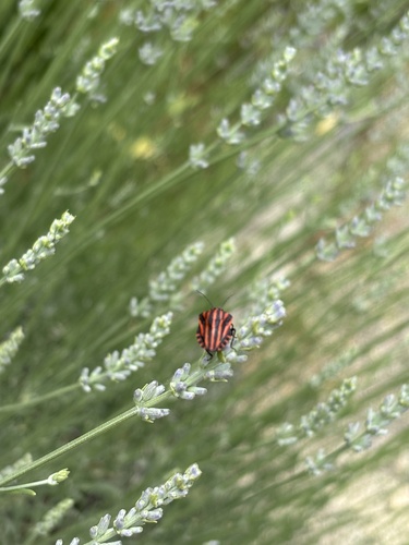 Continental Striped Shield Bug