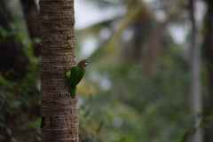 Psilopogon viridis