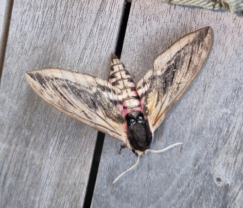 Privet Hawkmoth