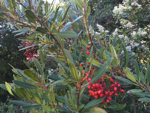 iNaturalist observation photo of Toyon