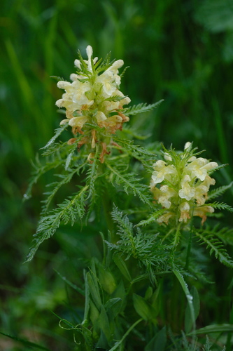 Pedicularis foliosa, photograph 5