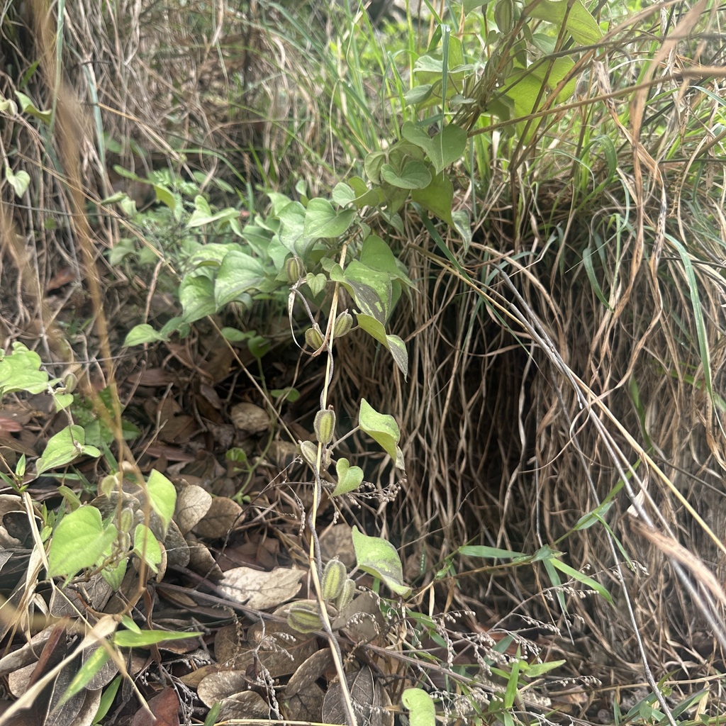 Dioscorea hemsleyi (Dioscorea hemsleyi)