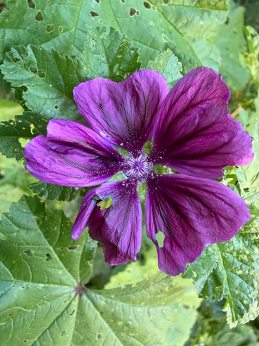 Common Mallow