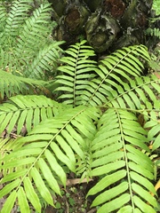 Angiopteris fokiensis