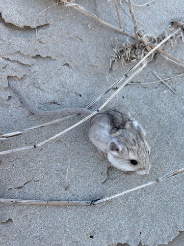 Microdipodops megacephalus, 2026-06-02