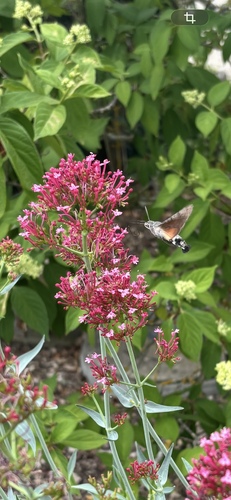 Eurasian Hummingbird Hawkmoth