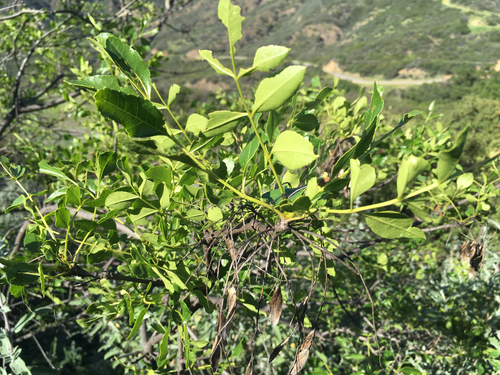 iNaturalist observation photo of Oregon Ash