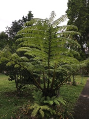 Angiopteris fokiensis