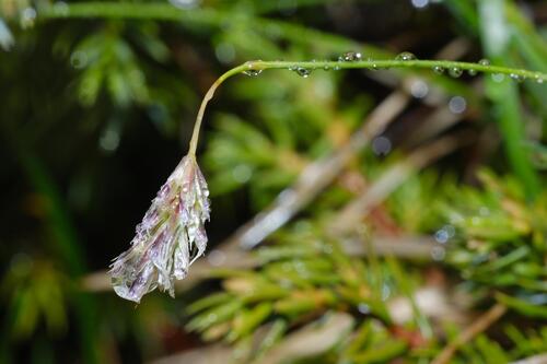 Sesleria caerulea, photograph 2