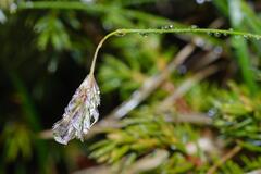 Sesleria caerulea, photograph (c) Alexis Tinker-Tsavalas, some rights reserved (CC BY)