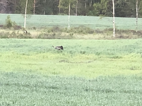 Common Crane
