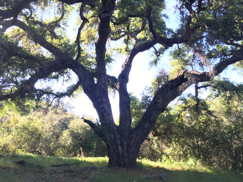 iNaturalist observation photo of coast live oak