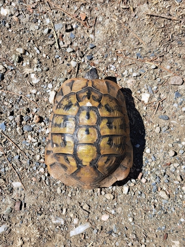 Hermann's Tortoise