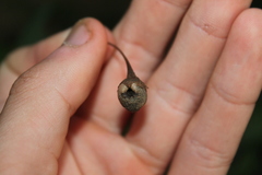 Psylliodes brettinghami