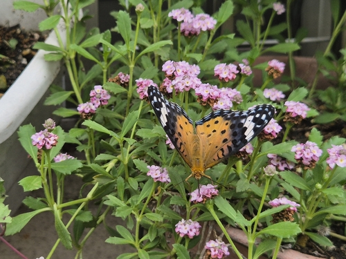 Chinese Tropical Fritillary