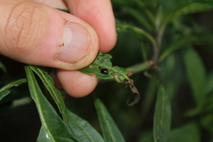 Psylliodes brettinghami