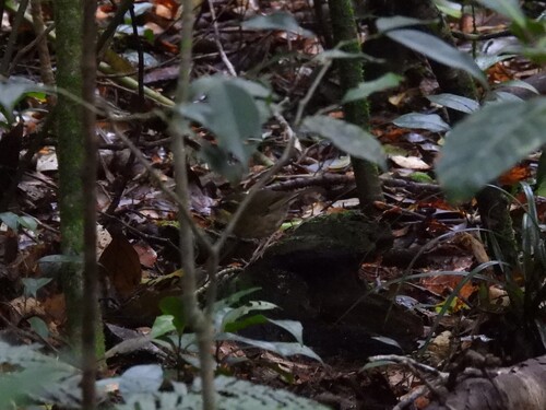Yellow-throated Scrubwren (Neosericornis citreogularis), photo 9