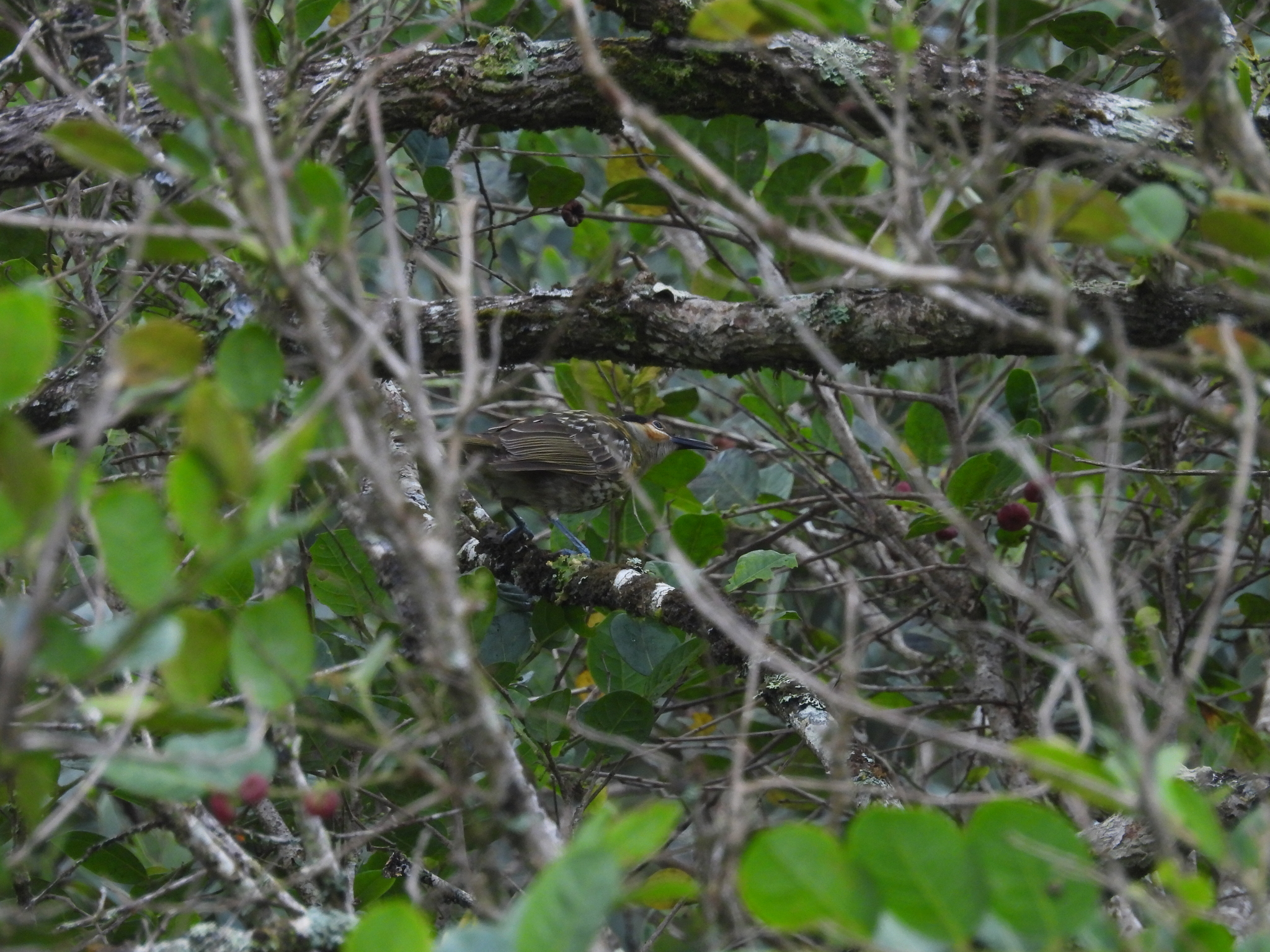 Macleay's Honeyeater (Xanthotis macleayanus), photo 4