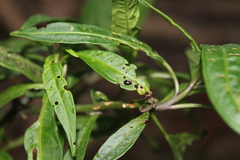 Psylliodes brettinghami