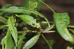 Psylliodes brettinghami