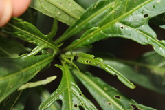 Psylliodes brettinghami