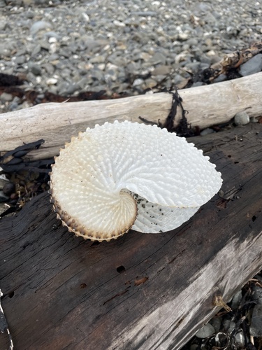 Argonauta nodosus observed 2026-06-21