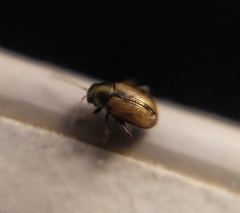 Chaetocnema conducta