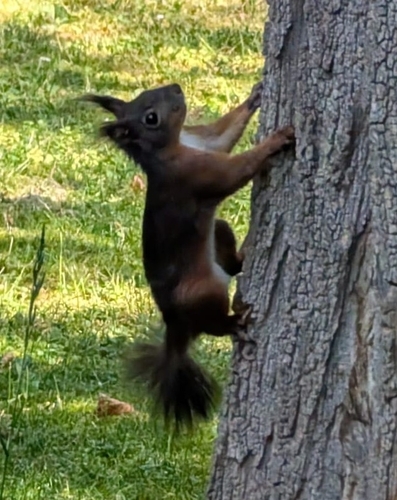 Eurasian Red Squirrel