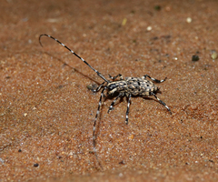 Mesocacia multimaculata