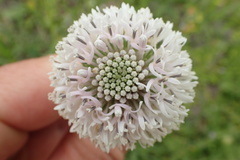 Marshallia caespitosa