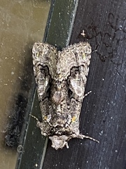 Behrensia conchiformis