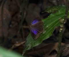 Arhopala perimuta
