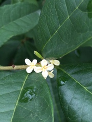 Osmanthus