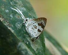 Bindahara moorei