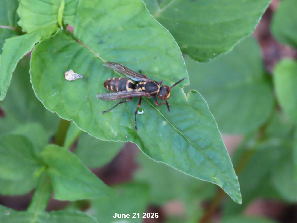 Polistes daehanicus