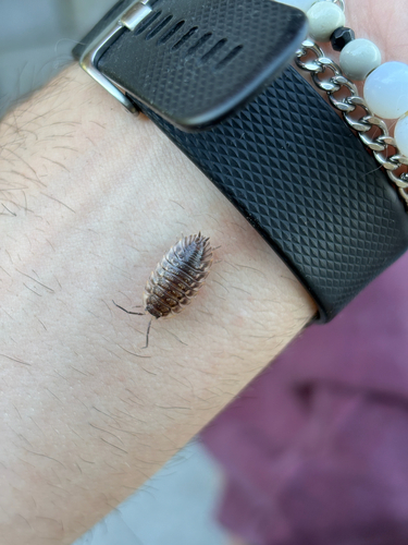 Common Shiny Woodlouse