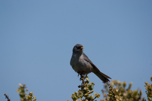 Slender-billed Finch (Xenospingus concolor), photo 8