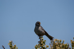 Xenospingus concolor