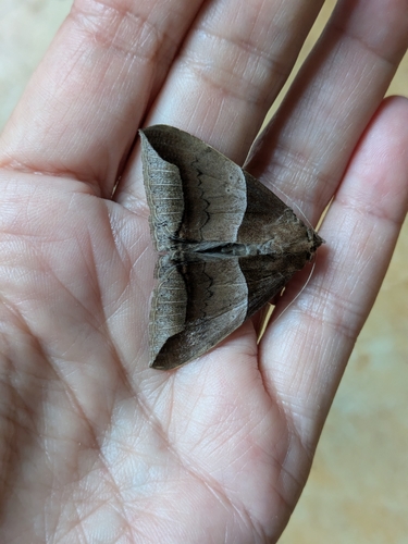 Echo Moth