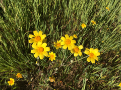 Monolopia lanceolata