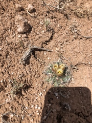 Sclerocactus wrightiae